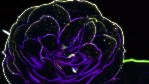 Seamless looping motion graphic features a close up view of a rose in changing Stock Footage 160664537