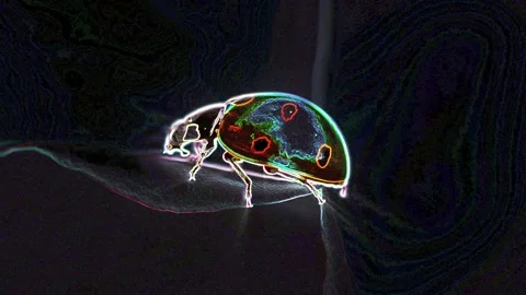 Seamless looping motion graphic features a glowing ladybug in changing neon Stock Footage 160665133