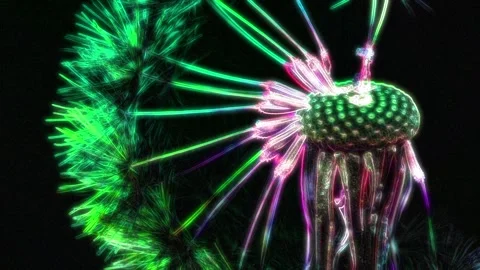Seamless looping motion graphic shows a macro shot of a dandelion blossom in Stock Footage 160664616