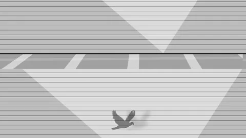Seamless looping texture of bird and its shadow on the wall - 4k Stock Footage 310795717