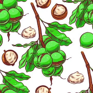 Seamless macadamia branches Ilustración de archivo