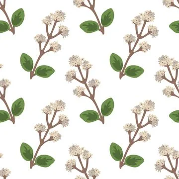 Seamless oregano pattern Stock Illustration