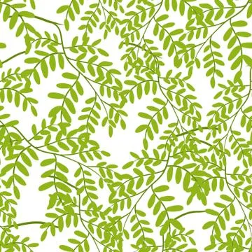 Seamless pattern with acacia leaves. Stock Illustration