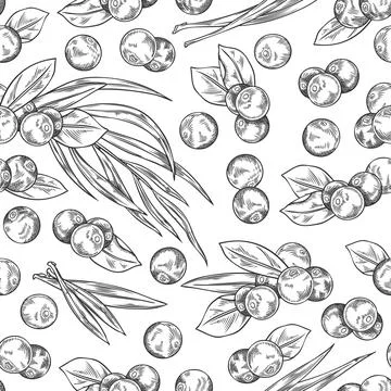 Seamless pattern with Acai berries and leaves, fresh juicy black berries with Stock Illustration