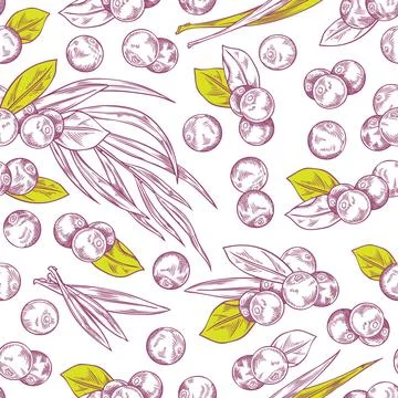 Seamless pattern with Acai berries and leaves, vector hand drawn natural fruit Stock Illustration