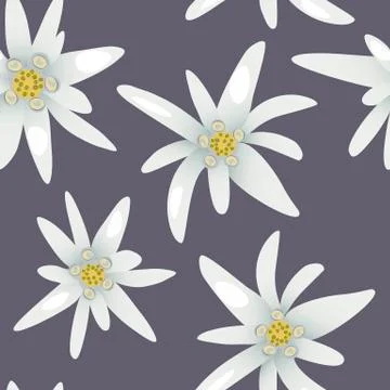 Seamless pattern with alpine edelweiss flowers. Stock Illustration