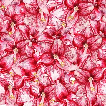 Seamless pattern with amaryllis Stock Illustration