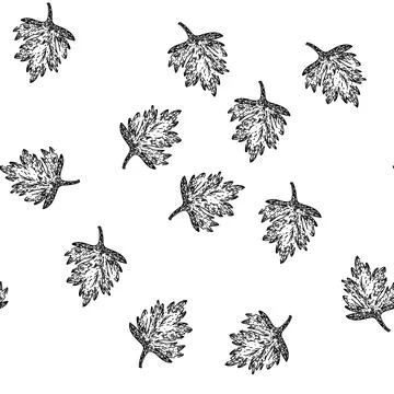Seamless pattern anthriscus chervil sketch hand drawn Stock Illustration
