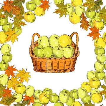 Seamless pattern with apples and basket. Realistic vector illustration plant. Stock Illustration