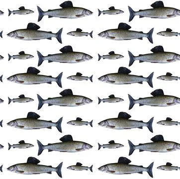 Seamless pattern with Arctic grayling fish isolated on white background. Se.. Stock Photos