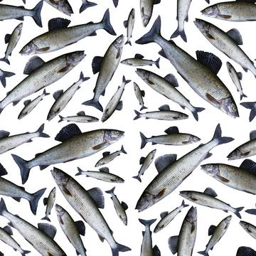 Seamless pattern with Arctic grayling fish isolated on white background. Se.. Stock Photos