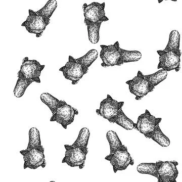 Seamless pattern aromatic clove spice sketch hand drawn Stock Illustration