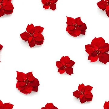 Seamless pattern of artificial red velvet Christmas flowers Poinsettia Foto stock