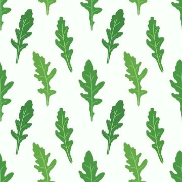 Seamless pattern arugula. Vector painted. Illustration superfood on white backgr Stock Illustration