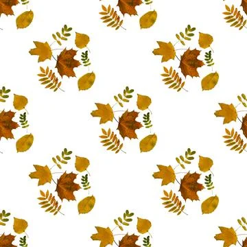 Seamless pattern of autumn colored leaves on a white background Stock Photos