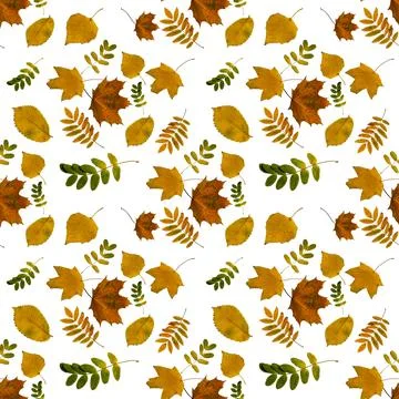 Seamless pattern of autumn colored leaves on a white background Stock Photos