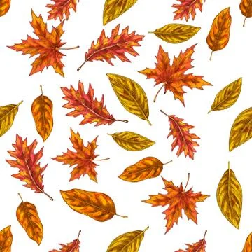 Seamless pattern with autumn leaves isolated on white background. Seasonal  Stock Illustration