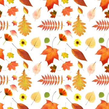 Seamless pattern of autumn leaves isolated on white background Stock Photos