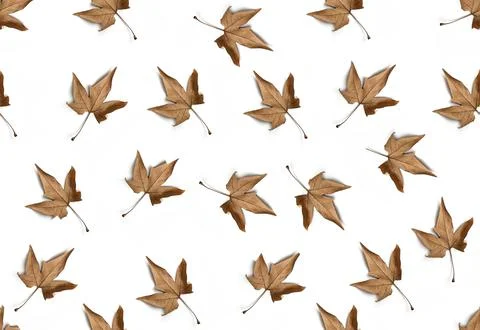 Seamless pattern autumn maple leaf on a white background Stock-Fotos