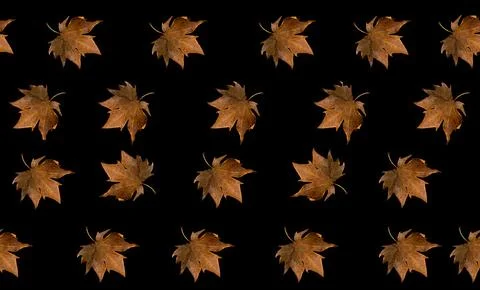 Seamless pattern autumn maple leaf on a black background Stock Photos