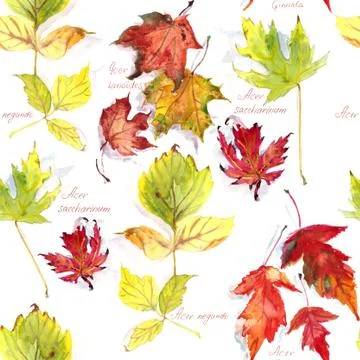 Seamless pattern of autumn maple leaves on a white background, lettering, wat Illustrazione stock