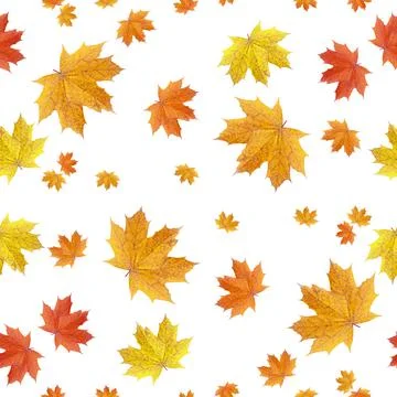 Seamless pattern of autumn maple leaves isolated on a white background. Stock Photos