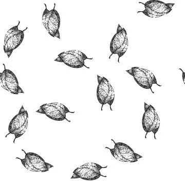 Seamless pattern basil leaf herb plant sketch hand drawn Illustrazione stock