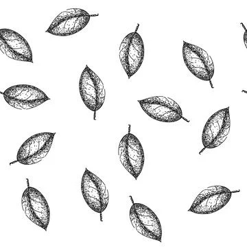 Seamless pattern basil leaf herb food sketch hand drawn Ilustração Stock