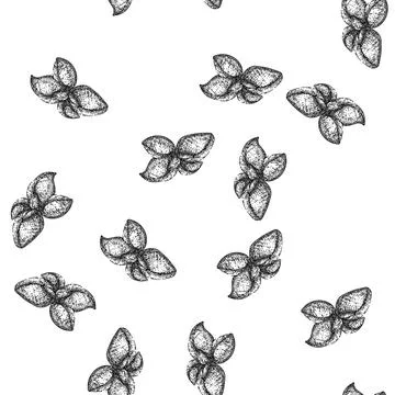 Seamless pattern basil leaf herb fresh sketch hand drawn Illustrazione stock
