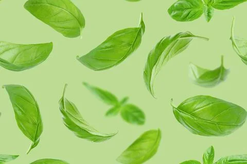Seamless pattern of basil leaves flying over green background. Stock Photos