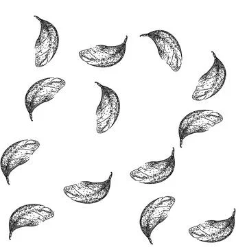 Seamless pattern basil leaves herb sketch hand drawn Illustrazione stock