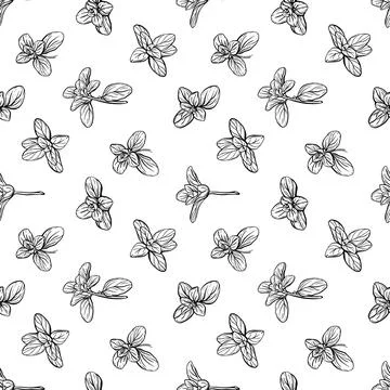 Seamless pattern of basil leaves Stock Illustration
