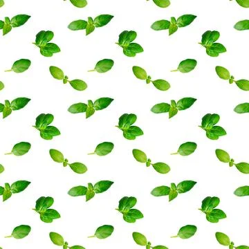 Seamless pattern of basil leaves isolated on white background. Top view.Flat lay Stock Photos