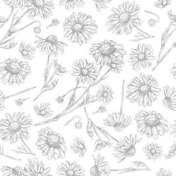 Seamless pattern with beautiful chamomile plant, vector hand drawn engraved Stock Illustration