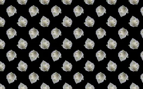 Seamless pattern of beautiful white roses isolated on a black background Stock Photos