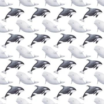 Seamless pattern of beluga and orca whale on the white background Illustrazione stock