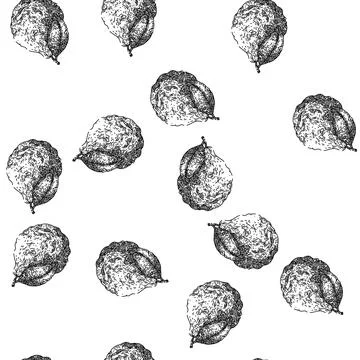 Seamless pattern bergamot green fruit natural sketch hand drawn Stock Illustration