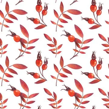 Seamless pattern with berries and leaves of rosehip. Watercolor illustration. Stock Illustration