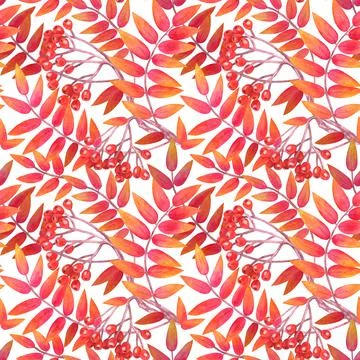 Seamless pattern with .berries and mountain ash branches. Watercolor Stock Illustration