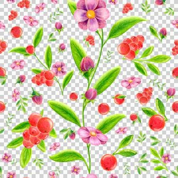 Seamless pattern of berries leaves flowers drawn with colored pencils Stock Illustration