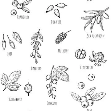 Seamless pattern of berries. Vector cartoon background. Hand-drawn style. Stock Illustration