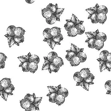 Seamless pattern berry black currant sketch hand drawn 스톡 일러스트