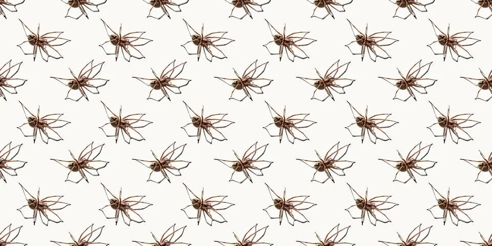 Seamless pattern with big spider isolated on white background. Large represen Foto stock