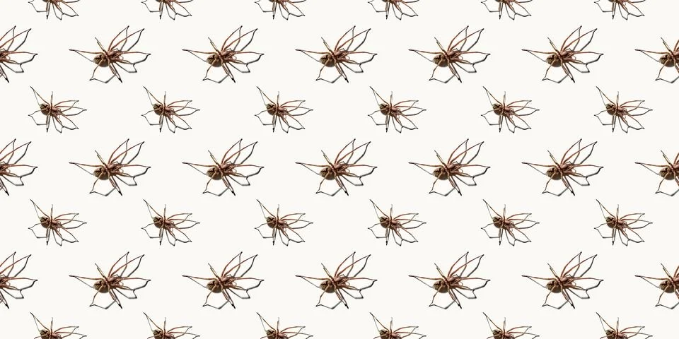 Seamless pattern with big spider isolated on white background. Large represen Stock Photos