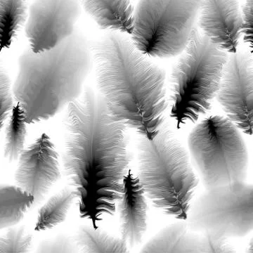 Seamless pattern of black and white feathers Stock Illustration