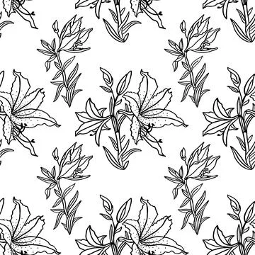 Seamless pattern black line art bouquet lily isolated on white background. Hand Stock Illustration