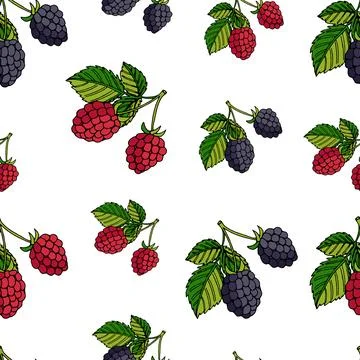 Seamless pattern blackberries and raspberries 스톡 일러스트