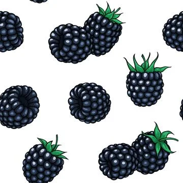 Seamless pattern blackberry with contour on white background, symbol of sum.. イラスト素材