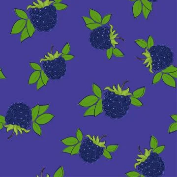 Seamless Pattern , Blackberry on Purple Background 스톡 일러스트