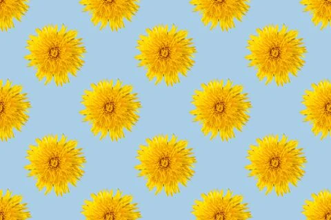 Seamless pattern from blooming dandelions of yellow color on a blue backgroun Stock Photos